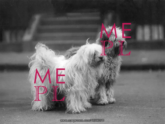: FALL / TIBETAN TERRIER / 37 : FALL / TIBETAN TERRIER / 37