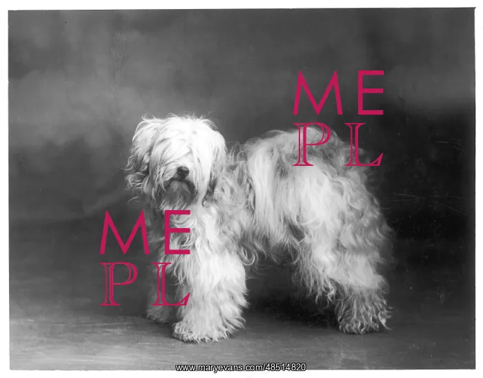  : FALL / TIBETAN TERRIER / 39