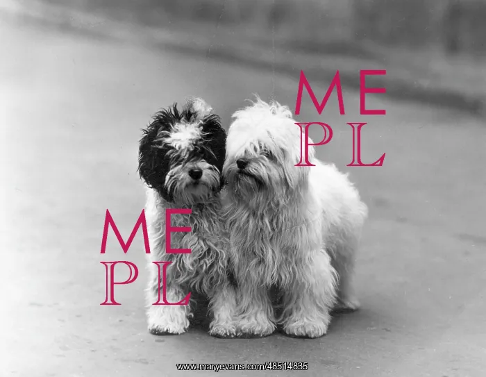 : FALL / TIBETAN TERRIER / 39 : FALL / TIBETAN TERRIER / 39