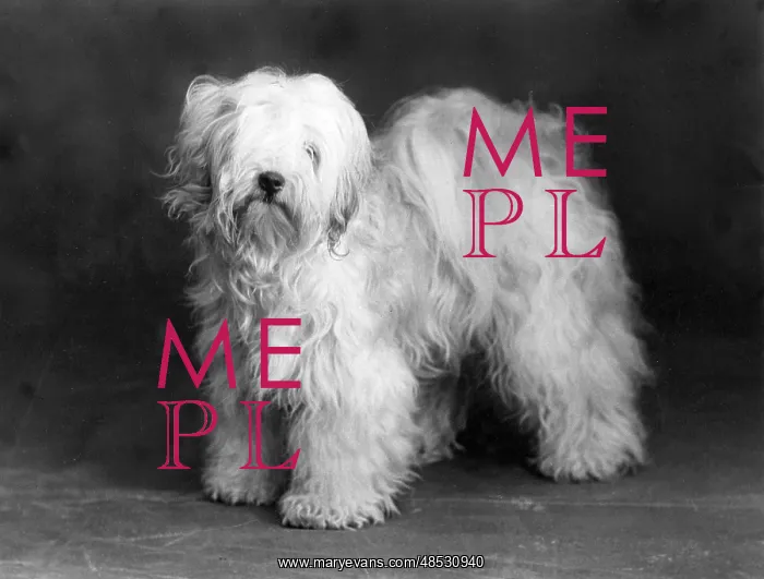  : FALL / TIBETAN TERRIER / 39