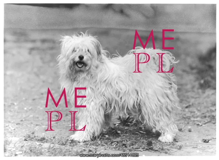  : FALL / TIBETAN TERRIER / 47