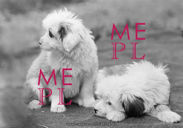 : FALL / TIBETAN TERRIER / 47 : FALL / TIBETAN TERRIER / 47