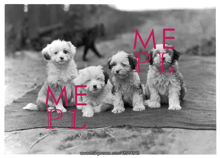 : FALL / TIBETAN TERRIER / 47 : FALL / TIBETAN TERRIER / 47