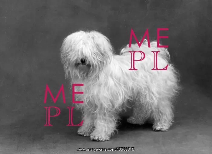  : FALL / TIBETAN TERRIER / 59