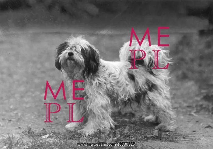  : FALL / TIBETAN TERRIERS / 47