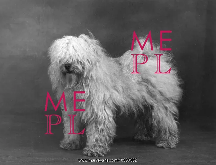 : FALL / TIBETAN TERRIERS / 51