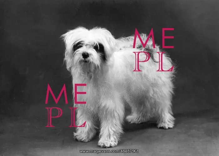  : FALL / TIBETAN TERRIERS / 59