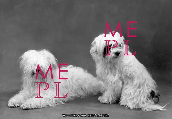 : FALL / TIBETAN TERRIERS / 59 : FALL / TIBETAN TERRIERS / 59