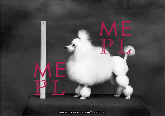 : FALL / TOY POODLE / 1957 : FALL / TOY POODLE / 1957