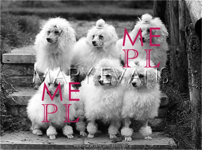 : FALL / TOY POODLE / 1957 : FALL / TOY POODLE / 1957