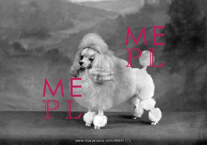 : FALL / TOY POODLE / 1960