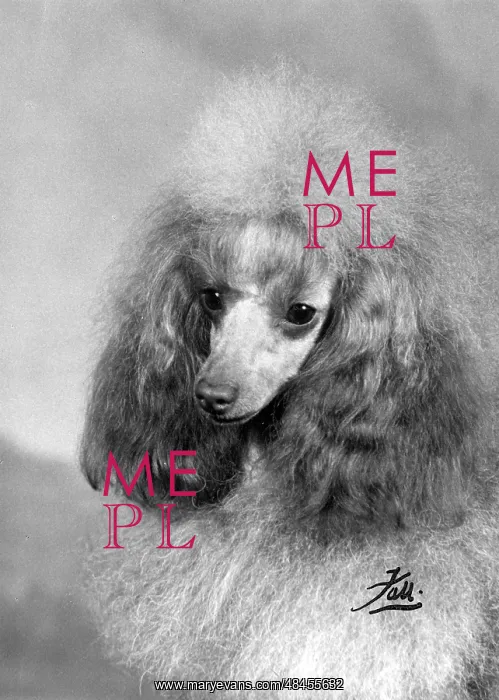  : FALL / TOY POODLE / 1963