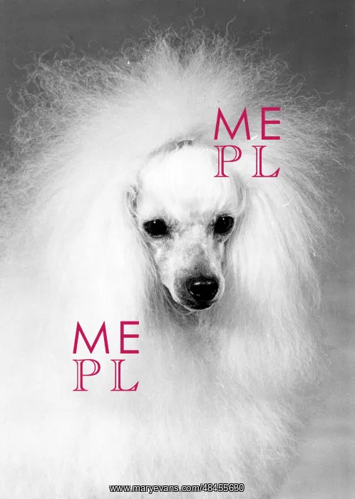  : FALL / TOY POODLE / 1972