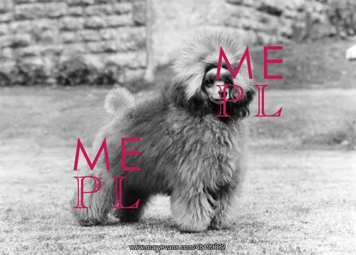 : FALL / TOY POODLE / 1975 : FALL / TOY POODLE / 1975