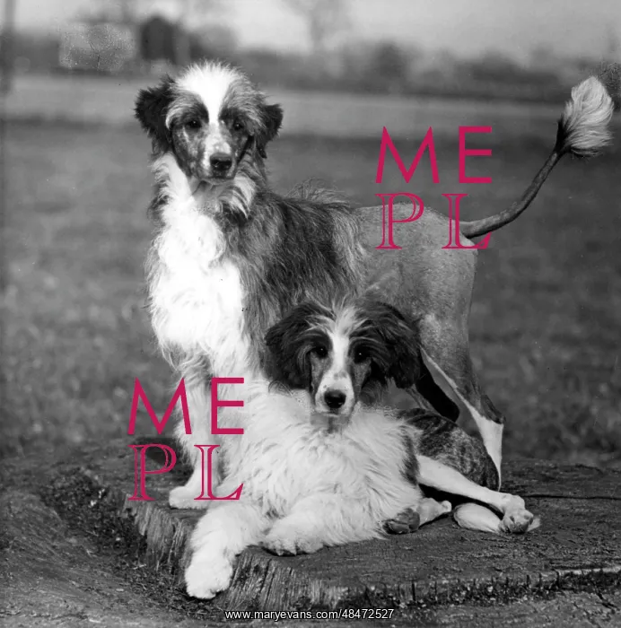 : FALL / WATER DOG / 1956 : FALL / WATER DOG / 1956