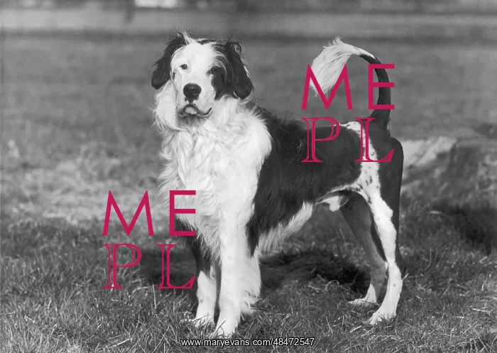 : FALL / WATER DOG / 1956 : FALL / WATER DOG / 1956