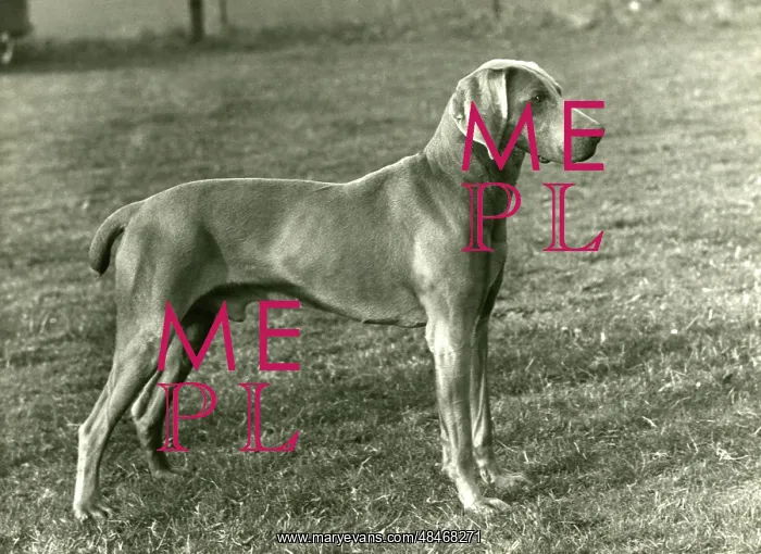  : FALL / WEIMARANER / 1956