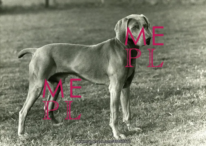  : FALL / WEIMARANER / 1956