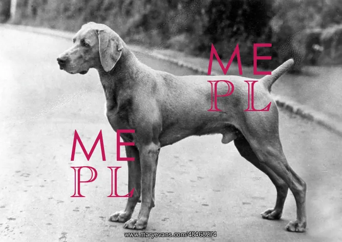  : FALL / WEIMARANER / 1963