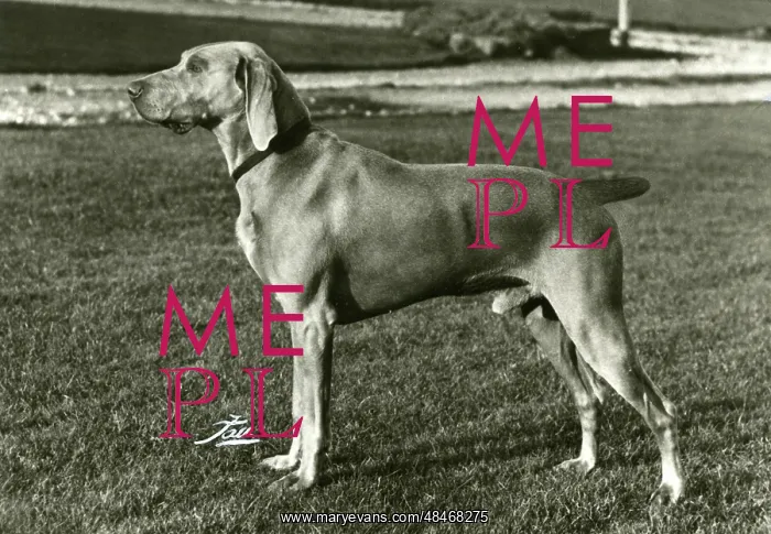 : FALL / WEIMARANER / 1969 : FALL / WEIMARANER / 1969