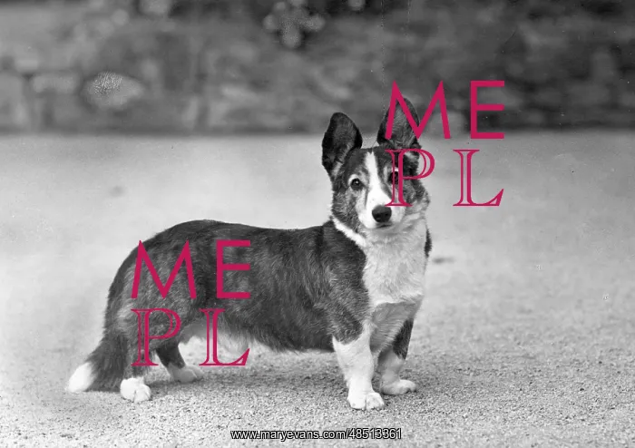  : FALL / WELSH CORGI / 1948