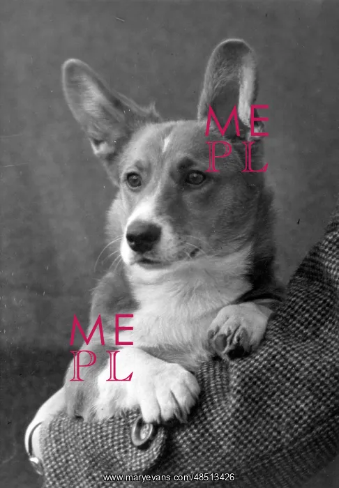 : FALL / WELSH CORGI / 1949 : FALL / WELSH CORGI / 1949