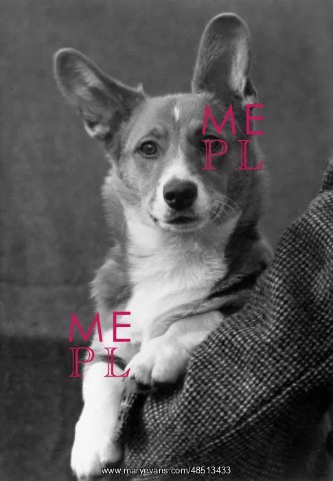 : FALL / WELSH CORGI / 1949 : FALL / WELSH CORGI / 1949