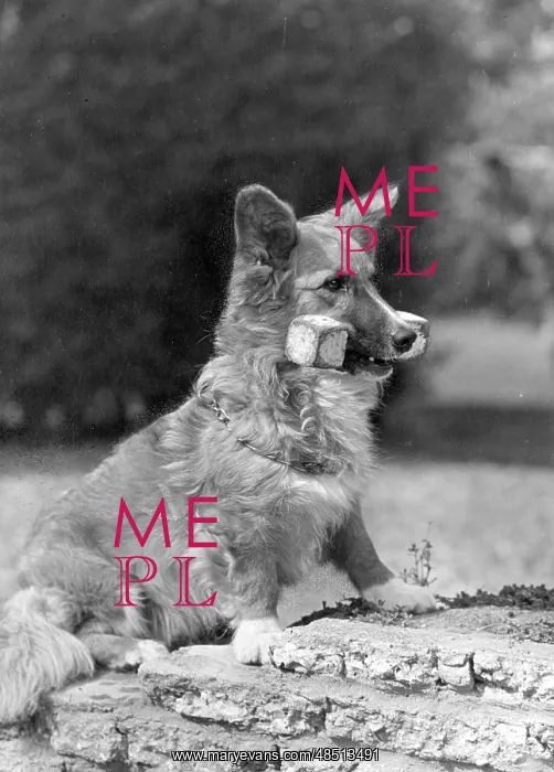 : FALL / WELSH CORGI / 1950 : FALL / WELSH CORGI / 1950