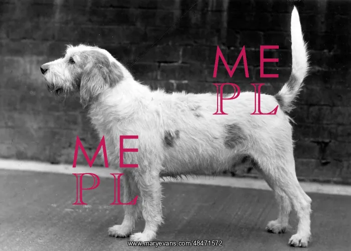  : FALL / WELSH HOUND / 1958