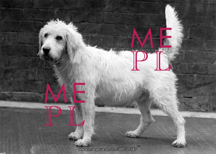  : FALL / WELSH HOUND / 1958