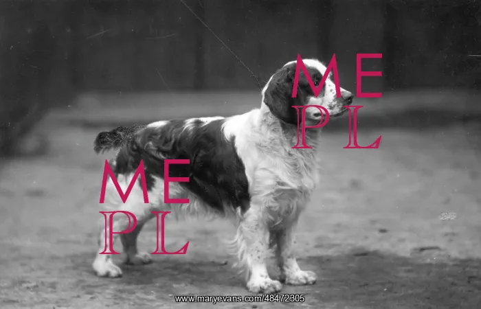 : FALL / WELSH SPRINGER / 1928 : FALL / WELSH SPRINGER / 1928