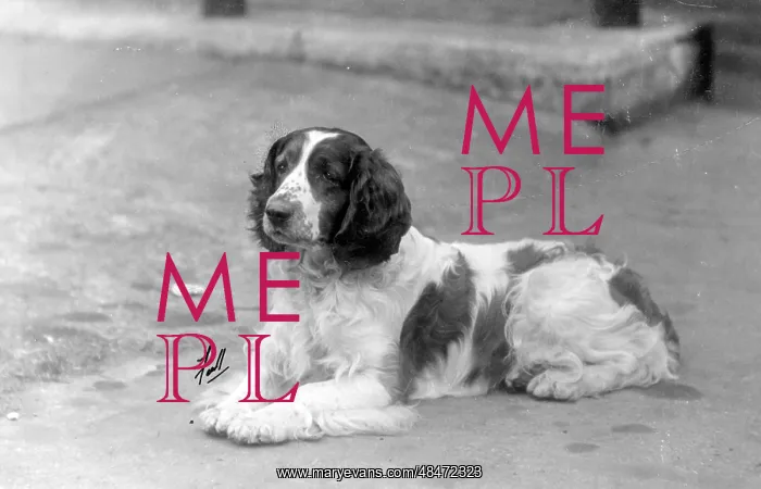  : FALL / WELSH SPRINGER / 1930