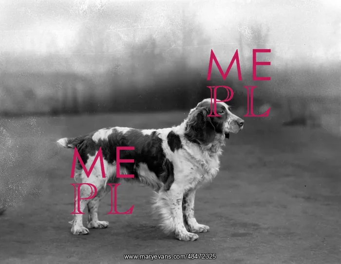  : FALL / WELSH SPRINGER / 1934