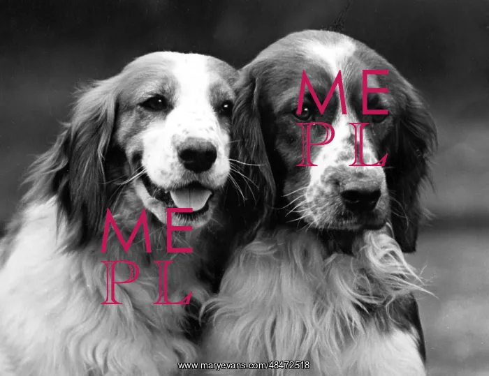 : Fall - Welsh Springer - 1934 : Fall - Welsh Springer - 1934