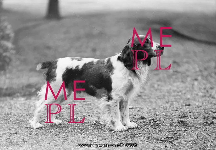 : FALL / WELSH SPRINGER / 1934 : FALL / WELSH SPRINGER / 1934