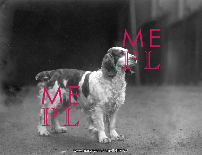  : FALL / WELSH SPRINGER / 1938