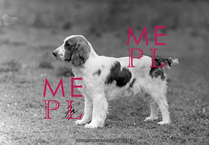  : FALL / WELSH SPRINGER / 1946