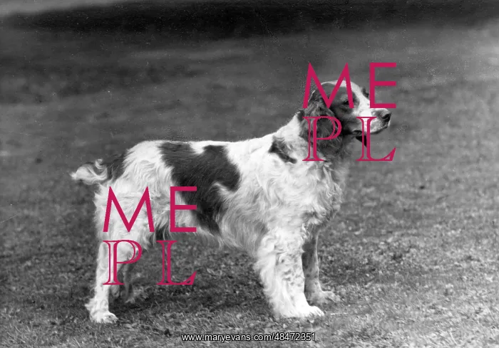  : FALL / WELSH SPRINGER / 1949