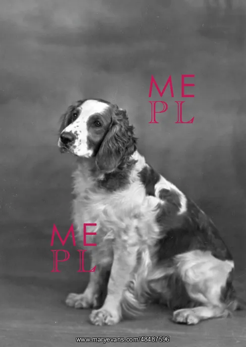  : FALL / WELSH SPRINGER / 1949