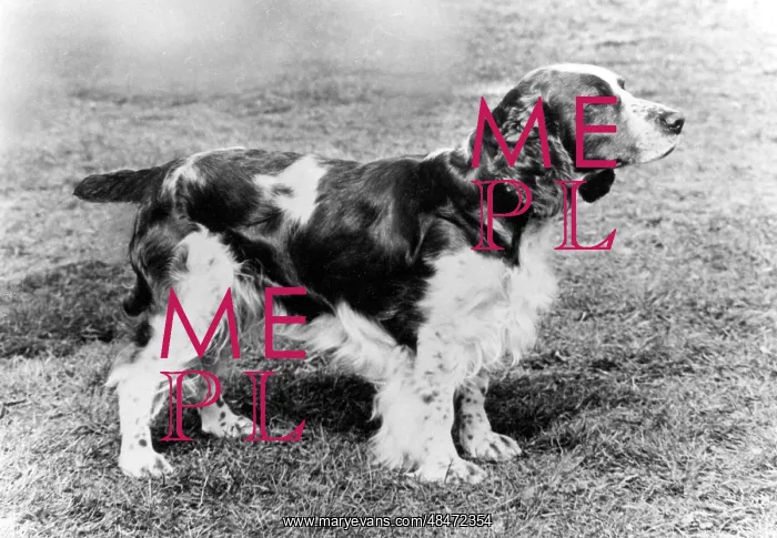  : FALL / WELSH SPRINGER / 1971