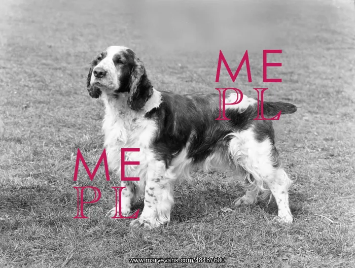  : FALL / WELSH SPRINGER / 1971
