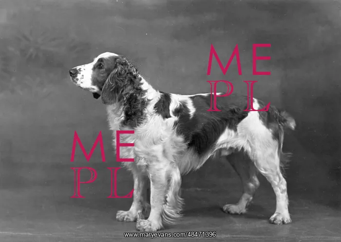  : FALL / WELSH SPRINGER
