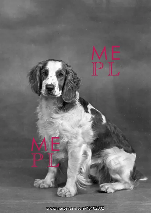  : FALL / WELSH SPRINGER