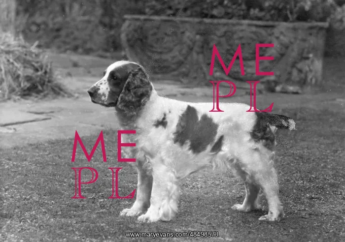  : FALL / WELSH SPRINGER