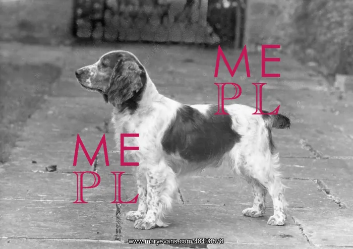  : FALL / WELSH SPRINGER