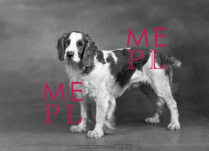  : FALL / WELSH SPRINGER