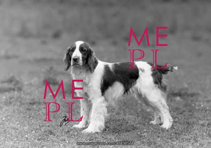  : FALL / WELSH SPRINGER