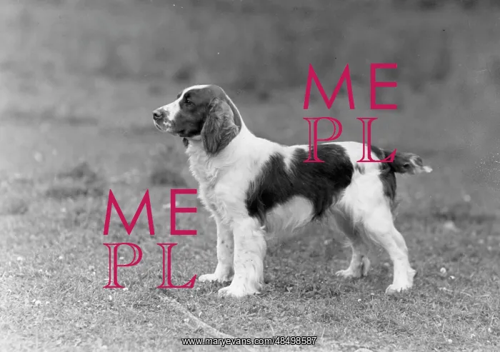  : FALL / WELSH SPRINGER