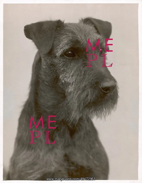  : Fall - Welsh Terrier - 1931