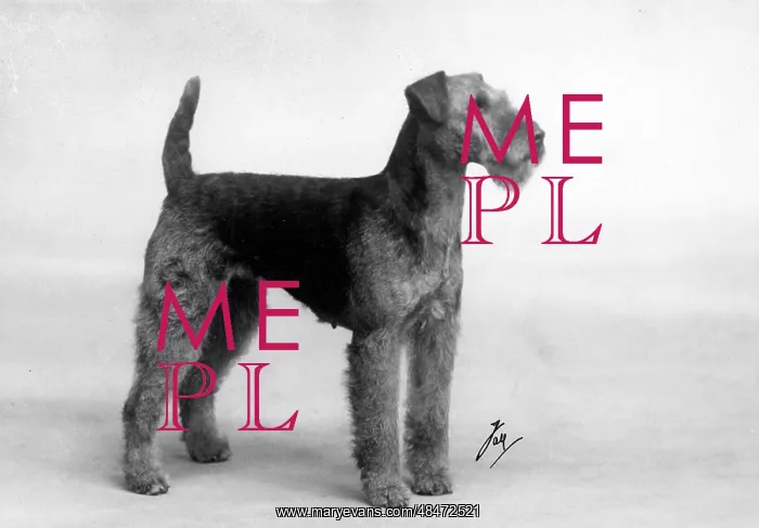  : FALL / WELSH TERRIER / 1937